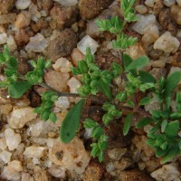 Polycarpon prostratum (Forssk.) Asch. & Schweinf.